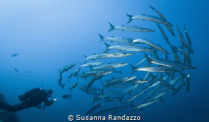 barracudas wide angle by Susanna Randazzo 